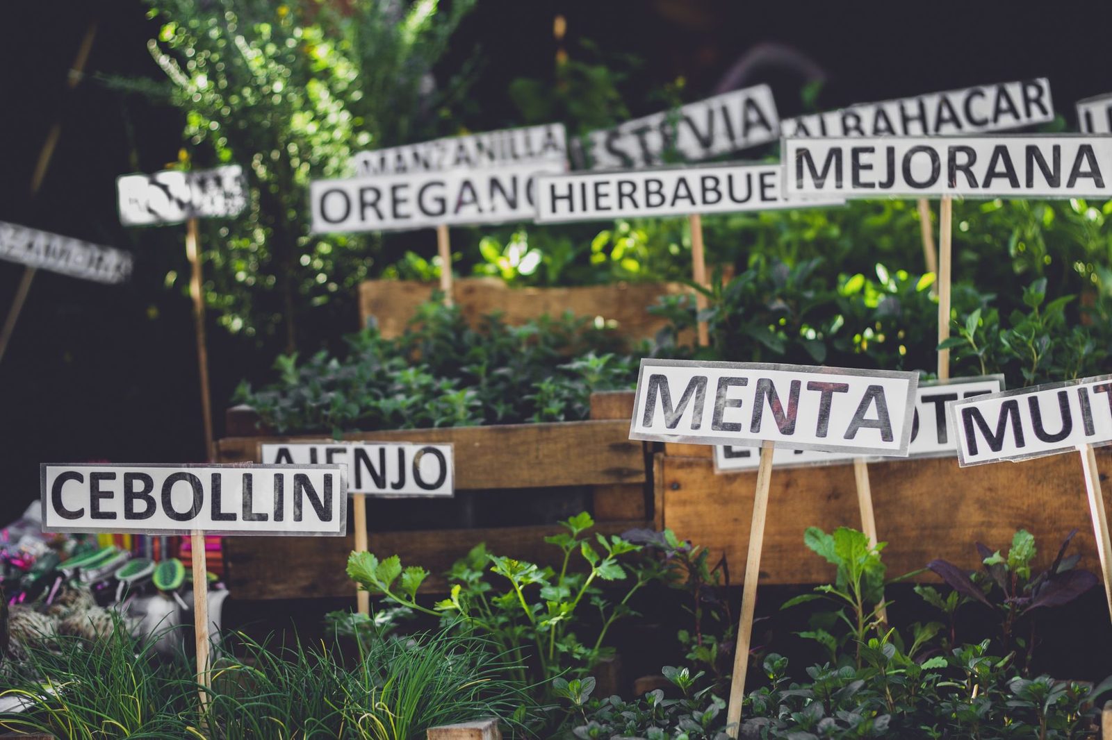 A vibrant herb garden featuring wooden signs for various herbs like oregano and mint in rustic planters.