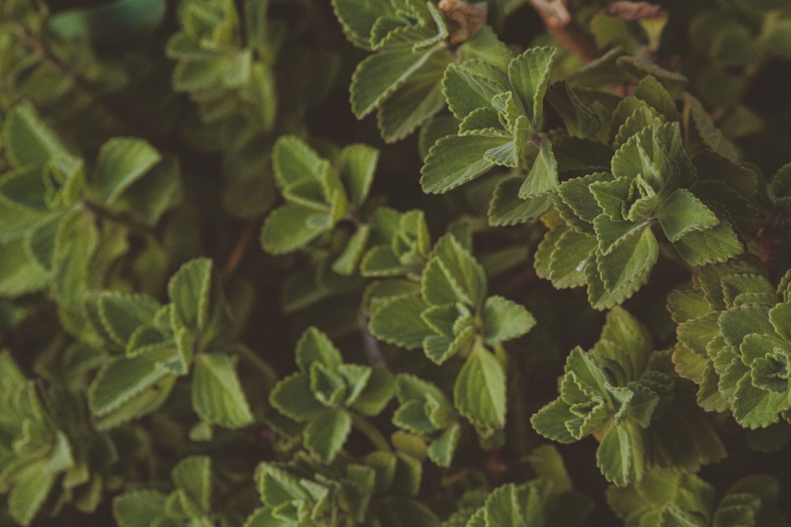 A vibrant close-up of fresh green herbal leaves, showcasing natural beauty and texture.