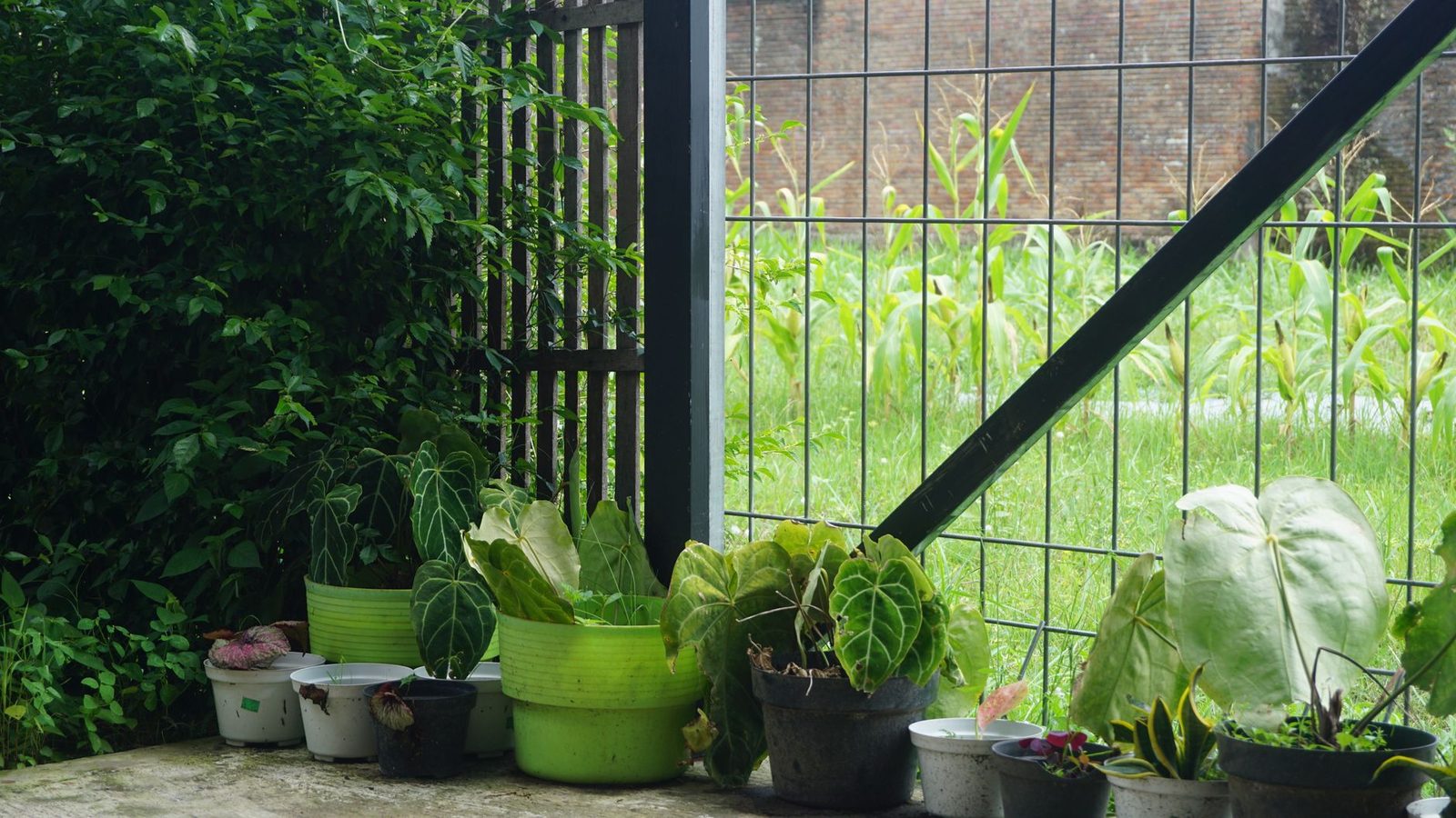 A collection of potted plants by a garden fence with lush greenery.