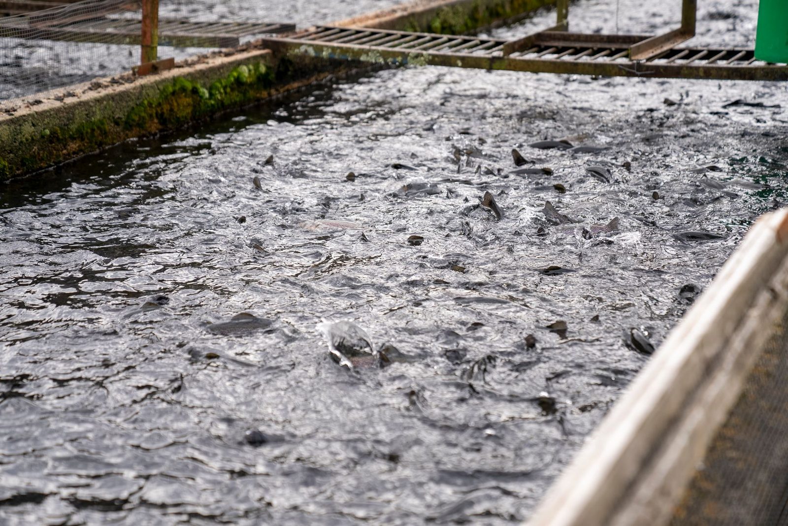Crowded trout swimming in an outdoor aquaculture basin, highlighting industrial fish farming scene.