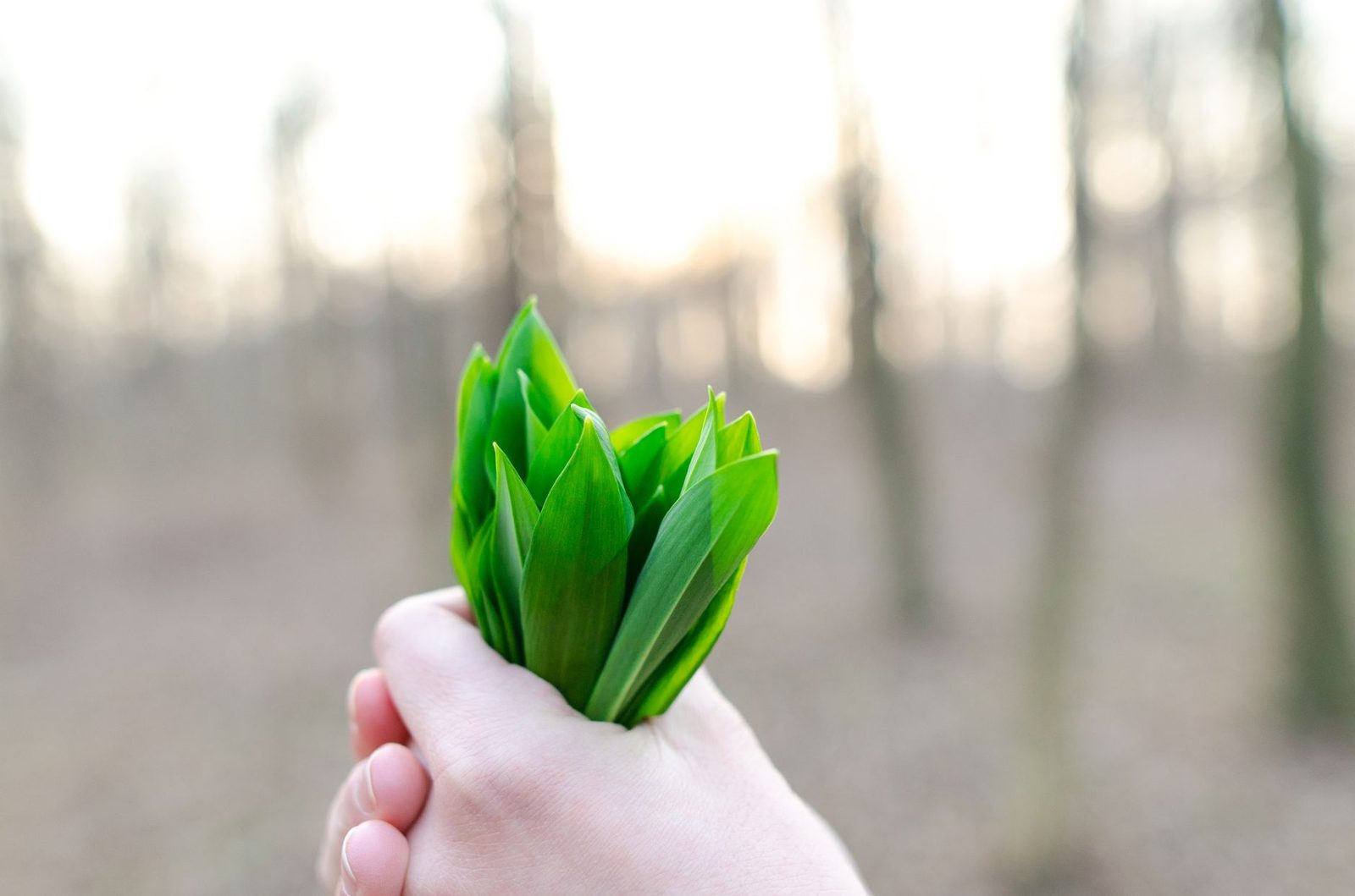 Close-up of fresh green leaves held in a hand outdoors, symbolizing nature and freshness.