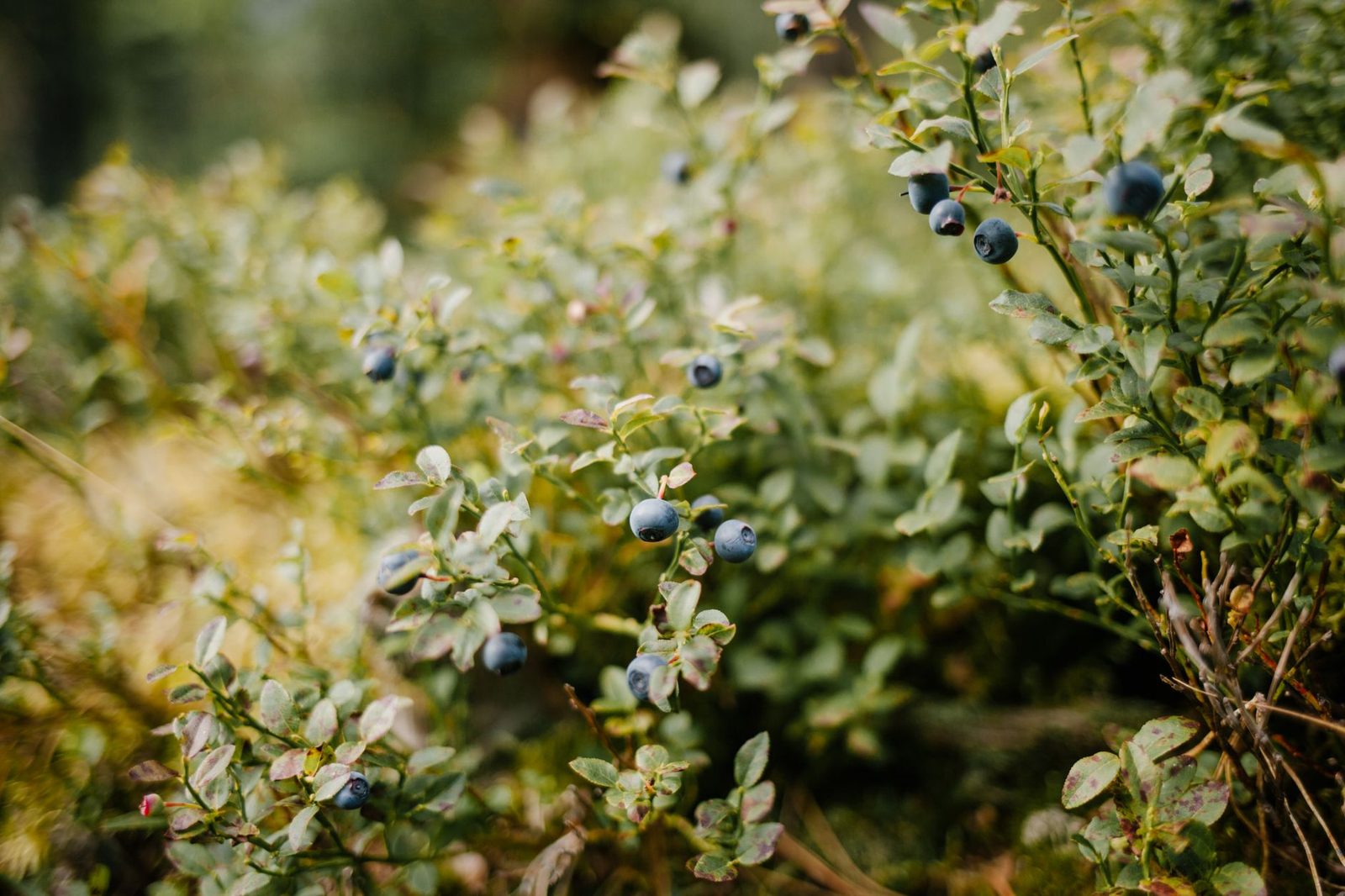 Tiny blueberries growing on green branches of lush shrub in forest on sunny day in summer