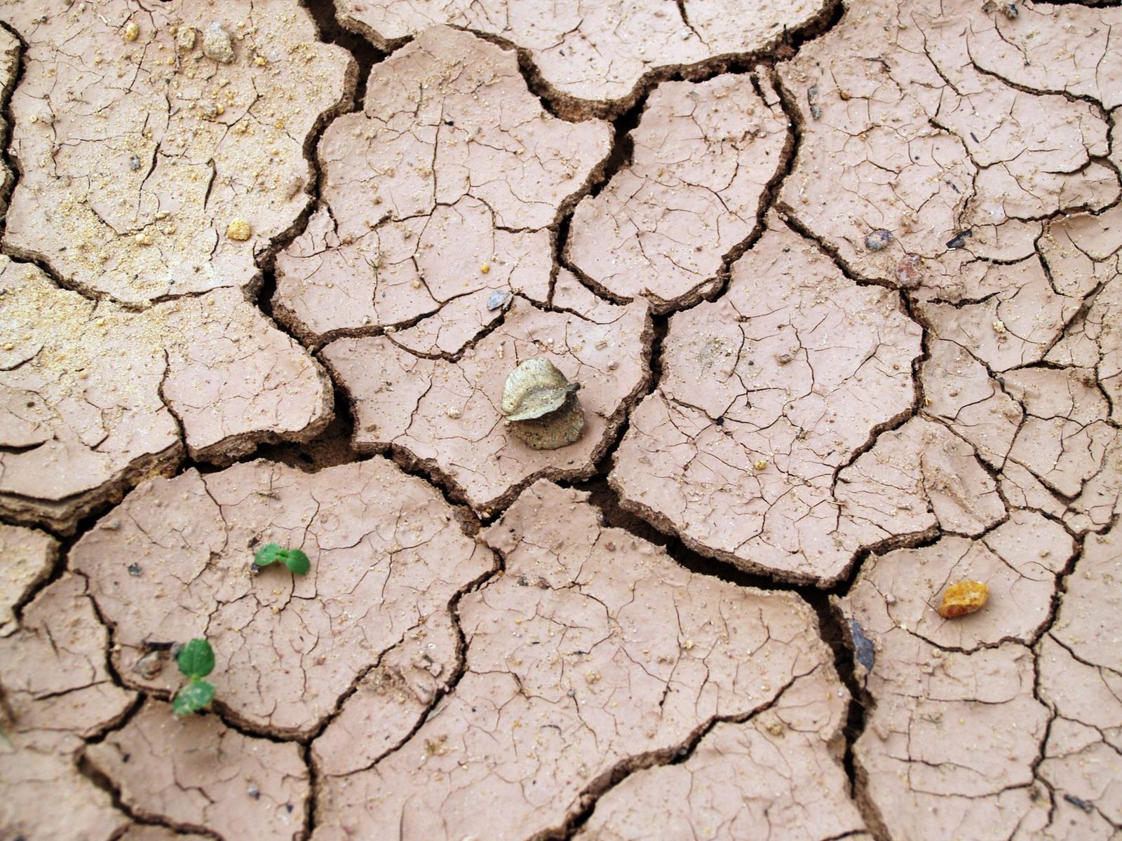 Close-up of cracked dry earth with minimal vegetation, symbolizing drought.