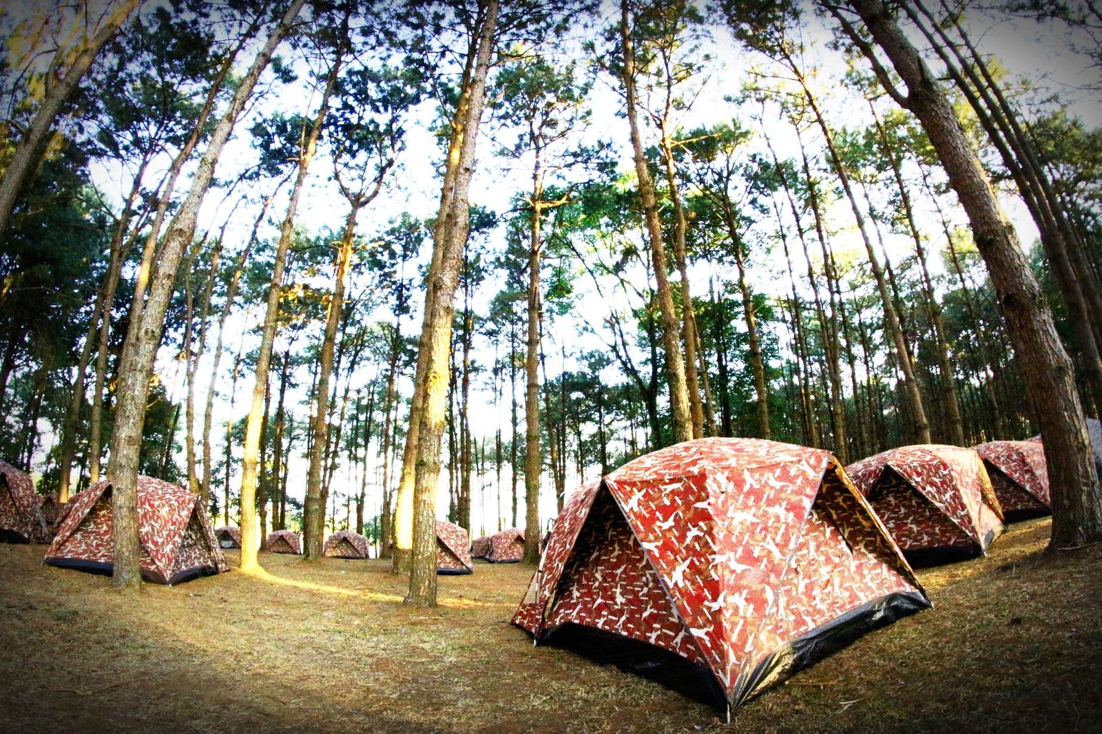 A peaceful camping scene with tents set amidst tall forest trees, ideal for nature lovers.
