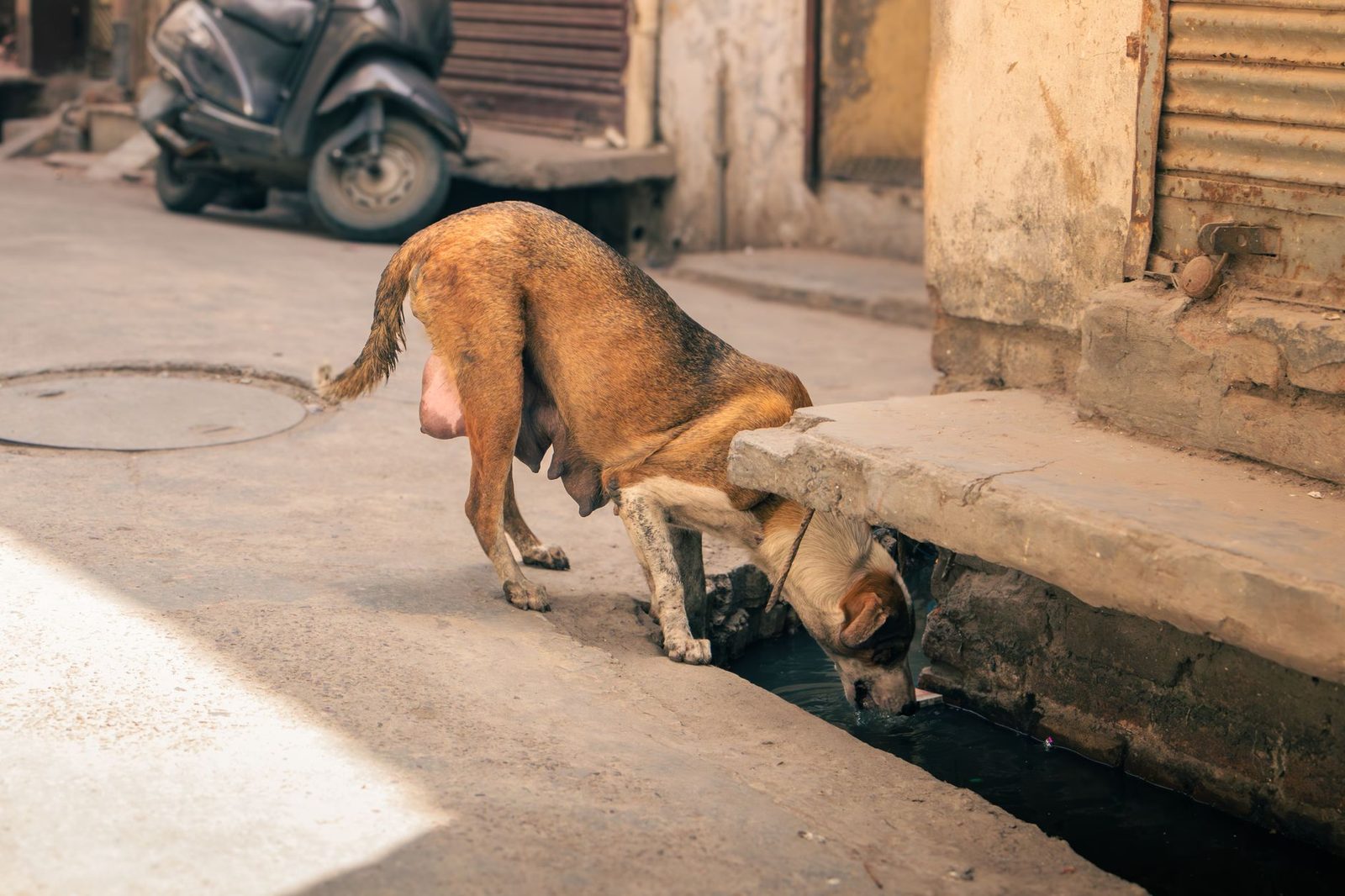 A thirsty stray dog seeks water from a gutter amid summer heat in Jalandhar, India.
