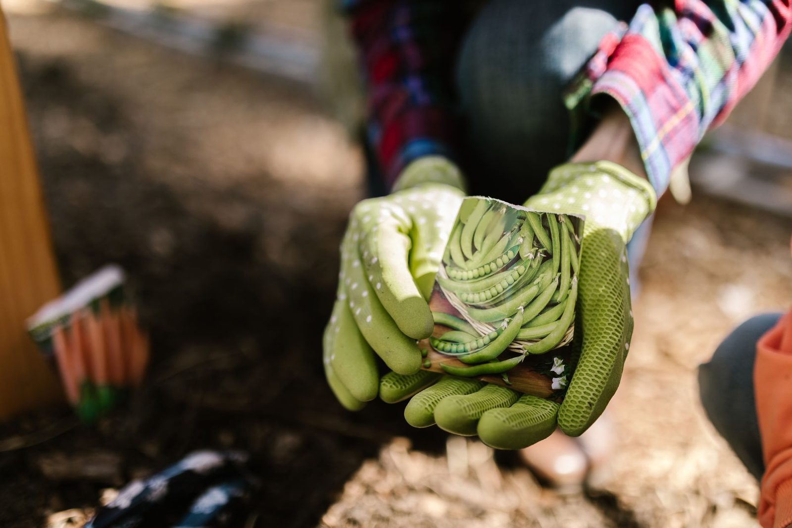 Close-up of gloved hands holding seed packets ready to plant in a sunny garden.