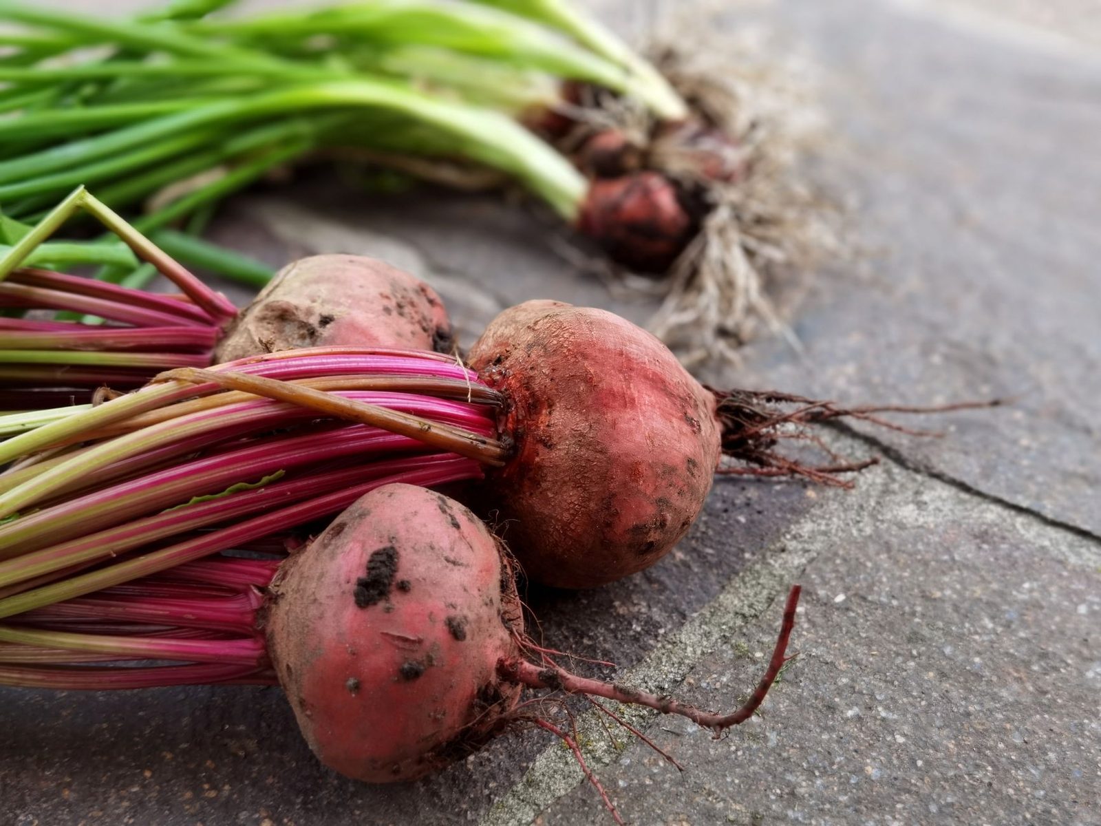 Close-up of freshly harvested beets with roots and stems displayed on a stone surface.
