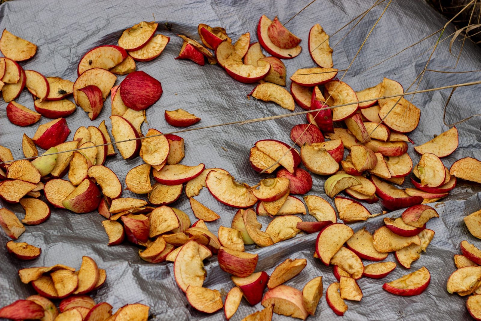 A collection of dried apple slices spread out on a tarpaulin for drying in the sun.