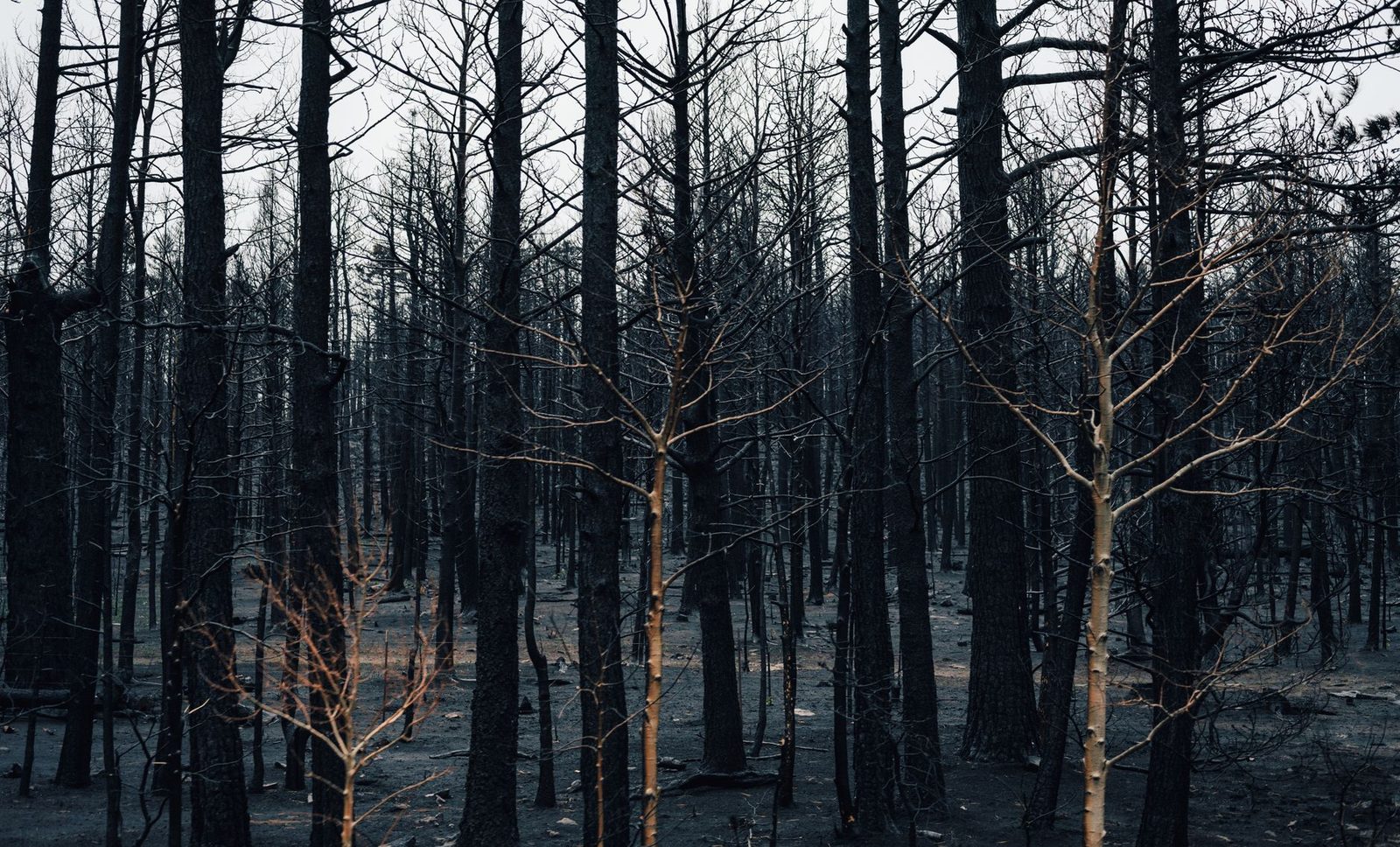 A somber scene of a burnt forest with leafless trees after a wildfire.