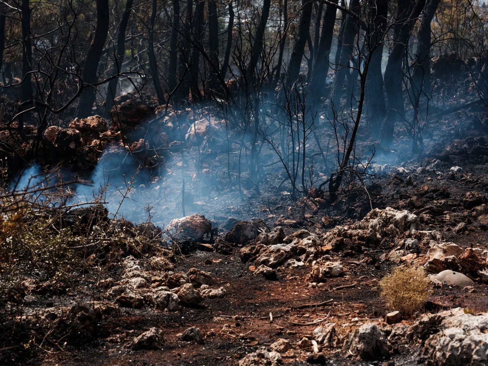 A post-wildfire forest scene with smoke rising from scorched earth and charred trees.