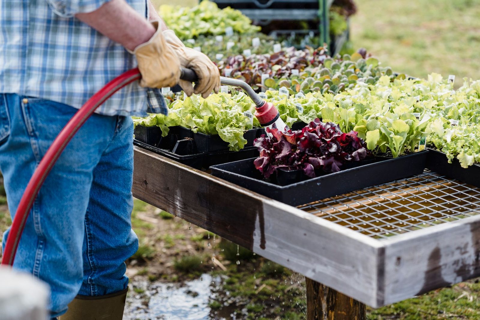 Crop anonymous adult male gardener in checkered shirt and jeans watering green fresh organic lettuce placed in boxes on farmland in daytime