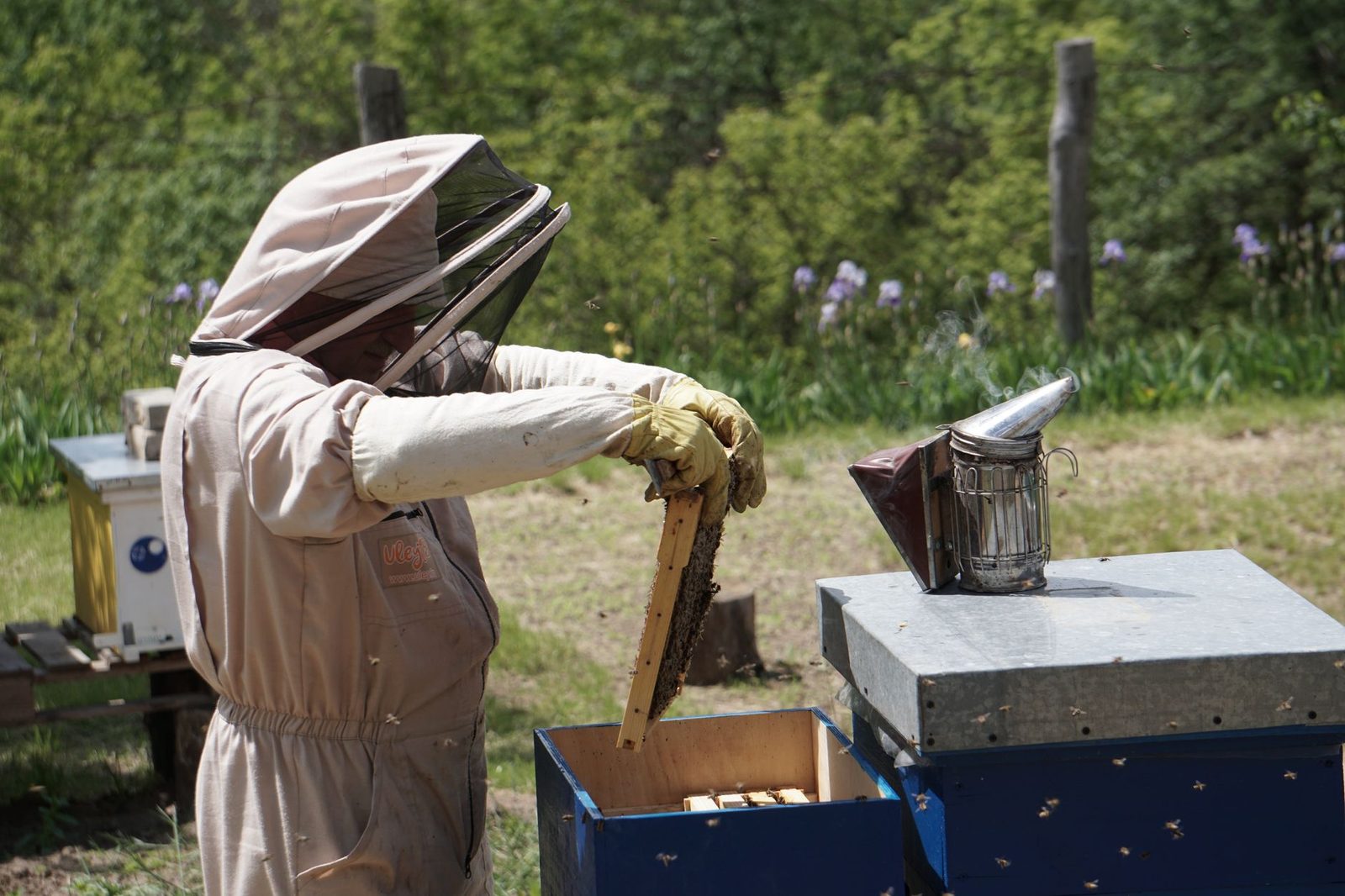 A beekeeper in a protective suit inspects a hive frame in an outdoor apiary.