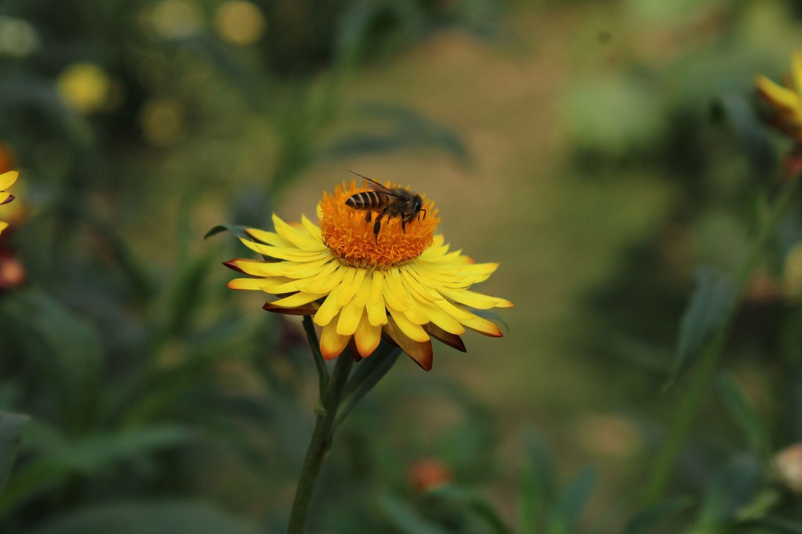 Close-up of a bee pollinating a bright yellow flower outdoors.