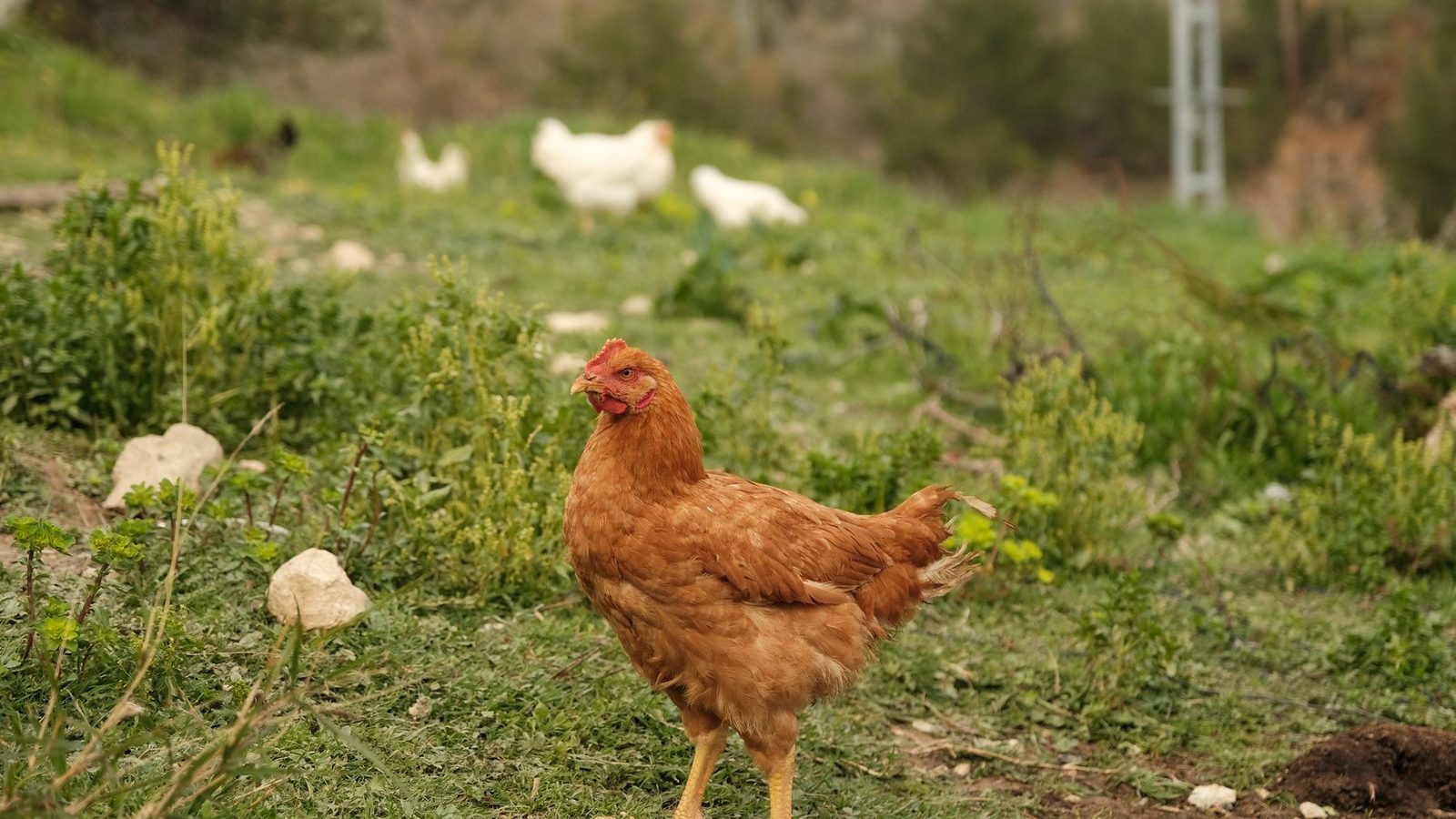 A brown hen stands in a green pasture with other chickens in the background.