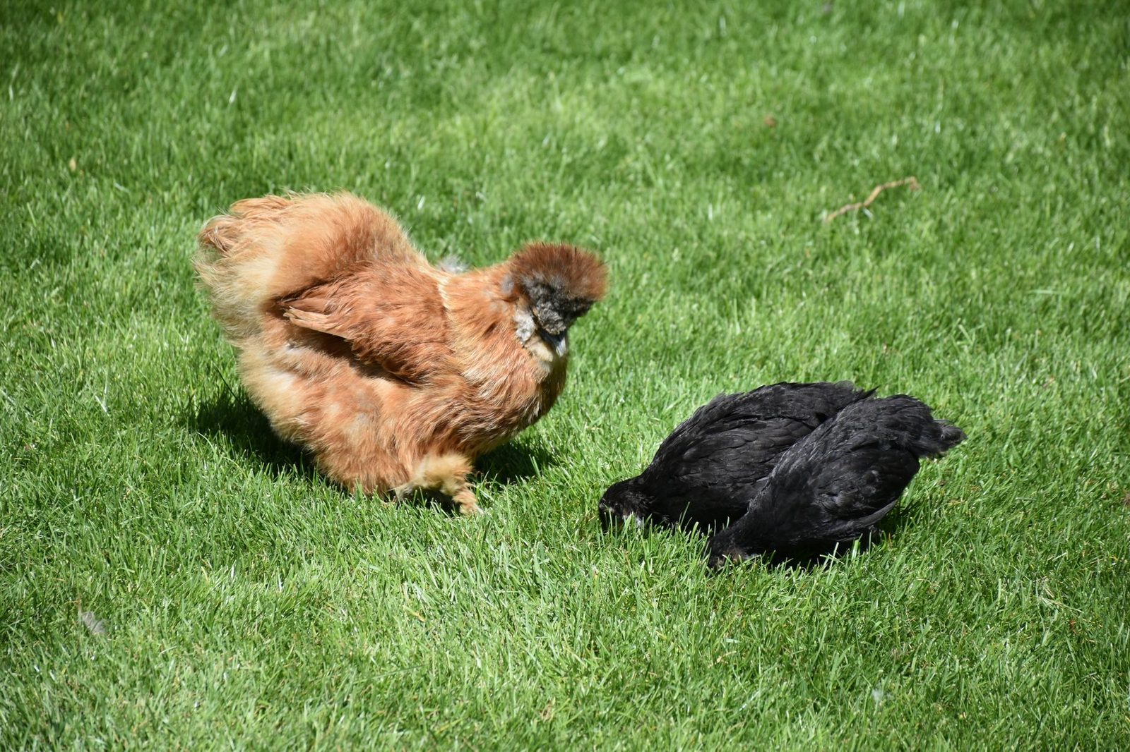 Silkie chickens enjoying a sunny outdoor day on green grass.