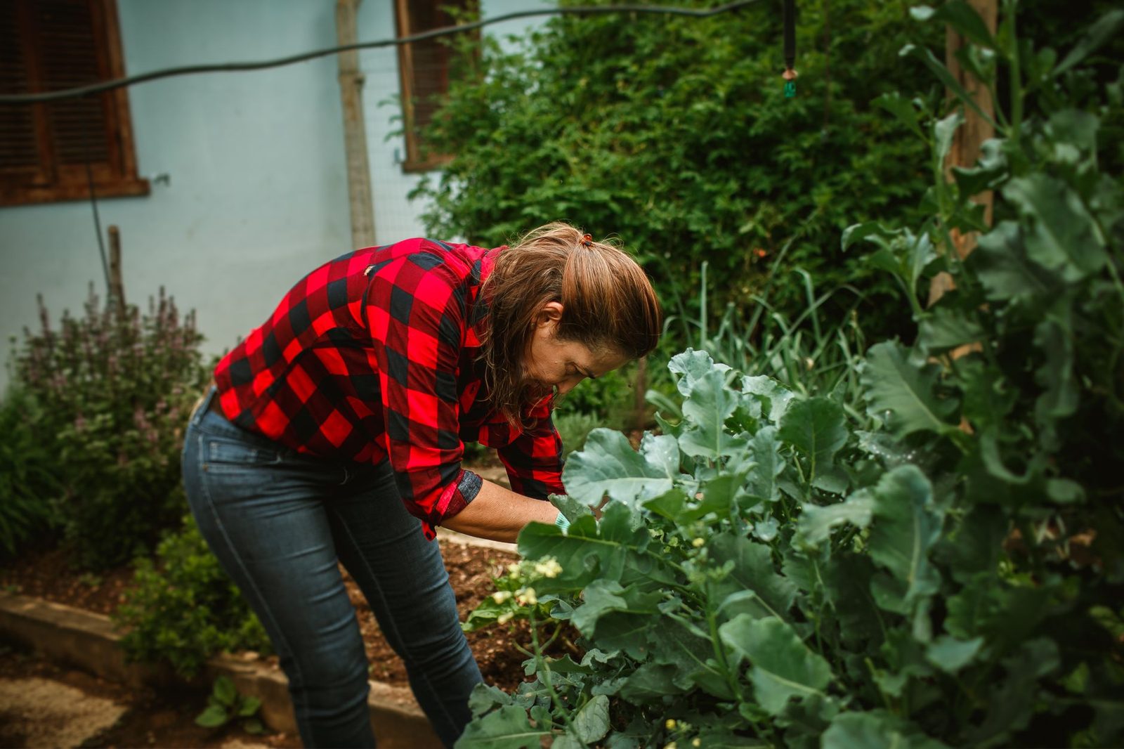 A woman in a red plaid shirt tends to plants in her backyard garden.