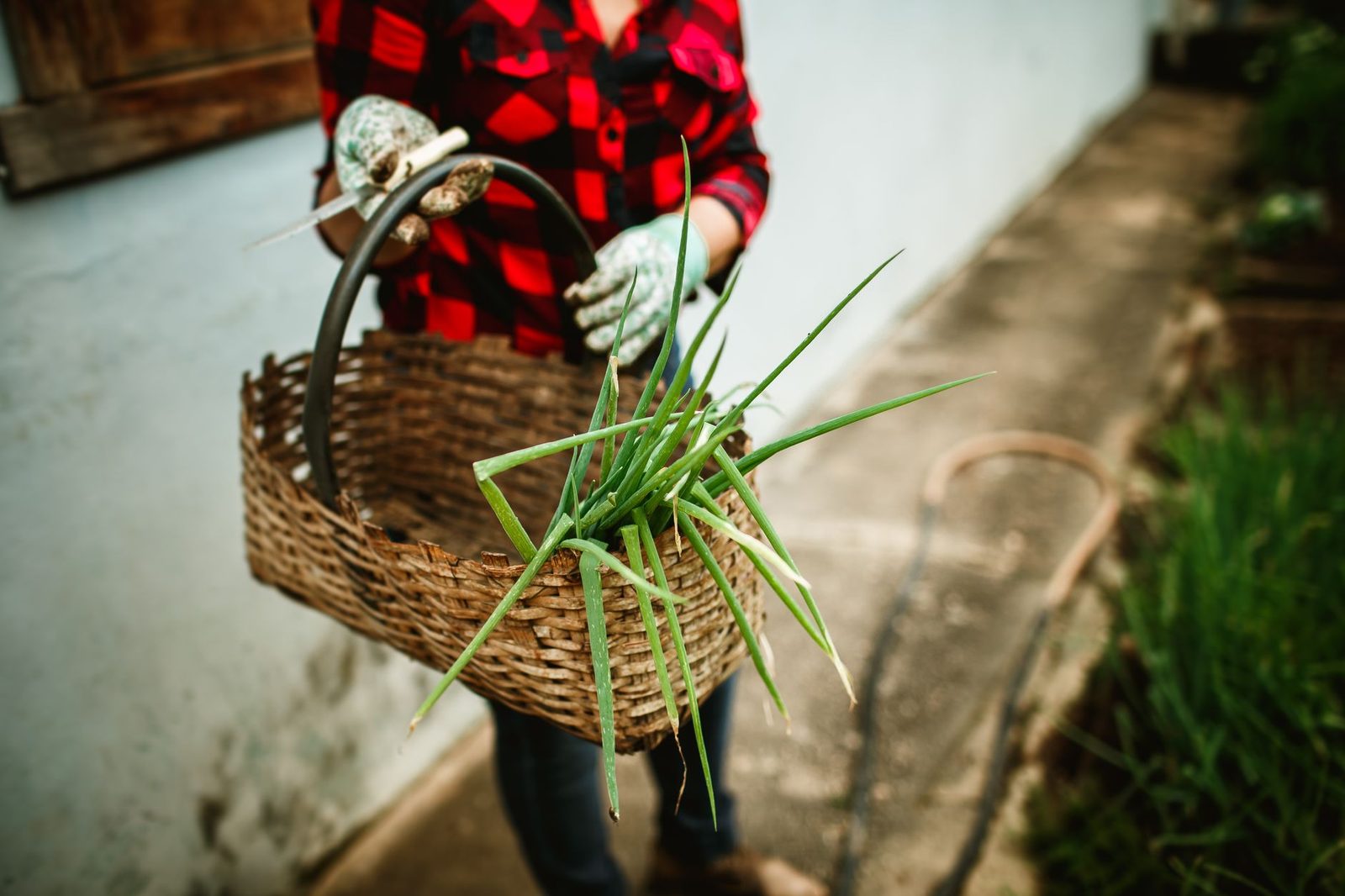 A person in a plaid shirt carrying a basket of freshly harvested green onions on a farm path.