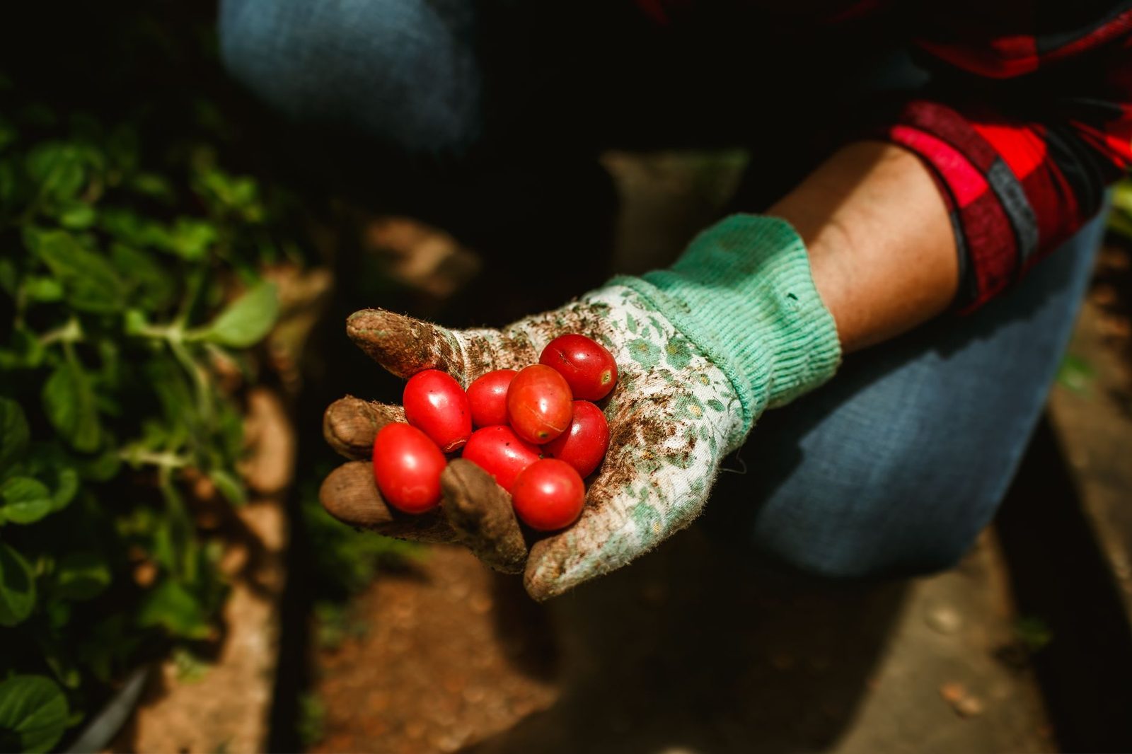 Gardener holding freshly harvested cherry tomatoes in a gloved hand, showcasing organic gardening.