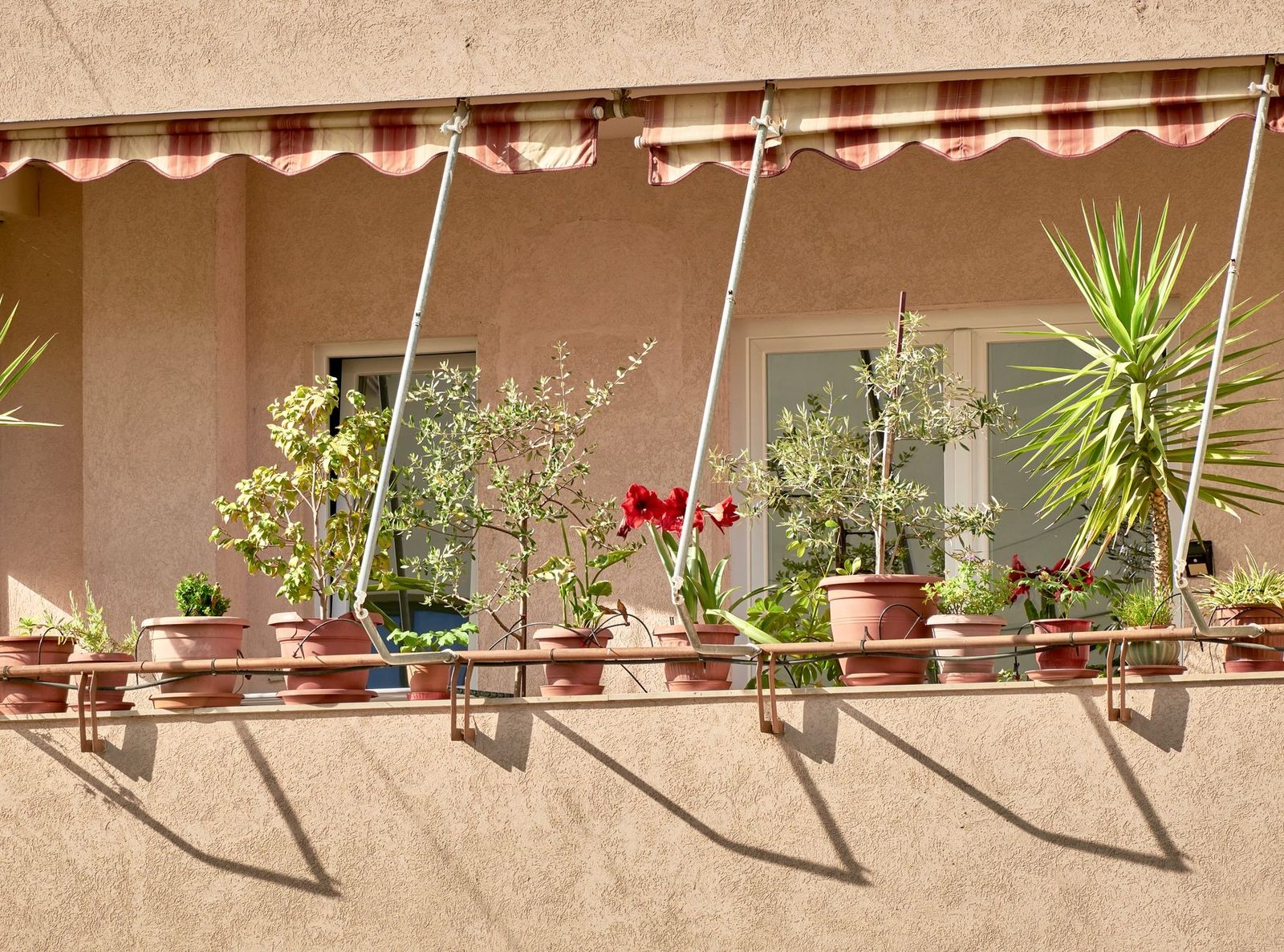 Charming Tirana balcony adorned with diverse potted plants, creating a vibrant outdoor space.