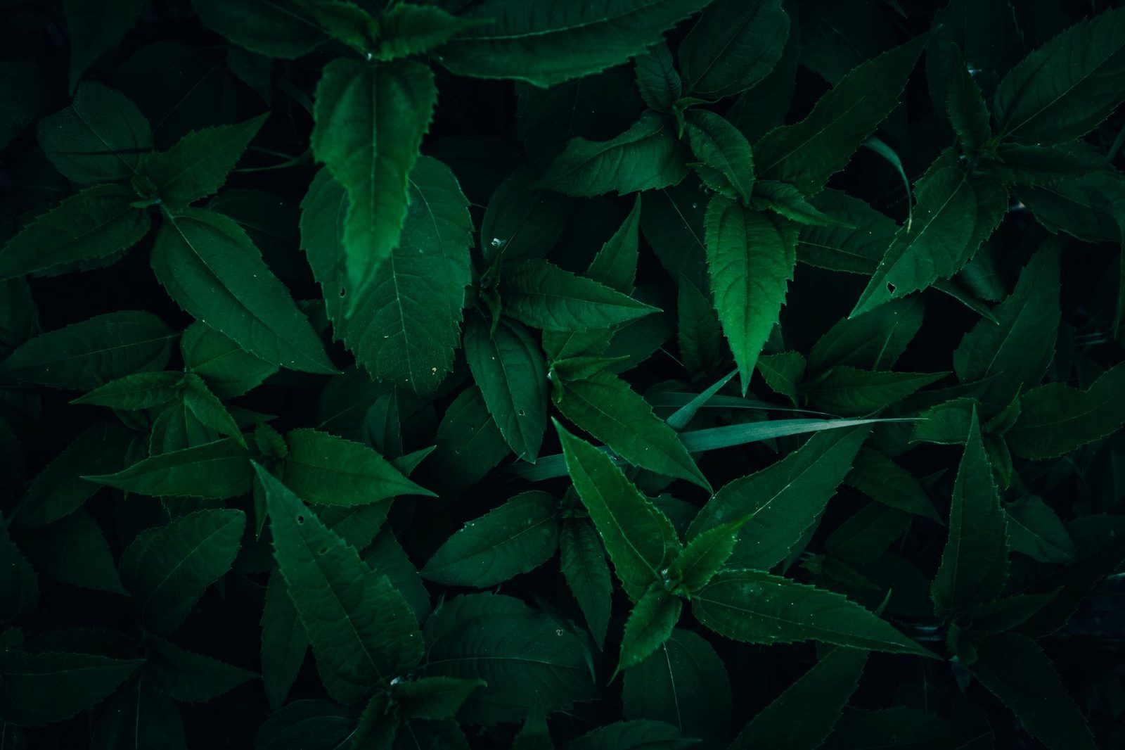 Close-up of lush green foliage with dark, moody tones, displaying natural patterns and textures.