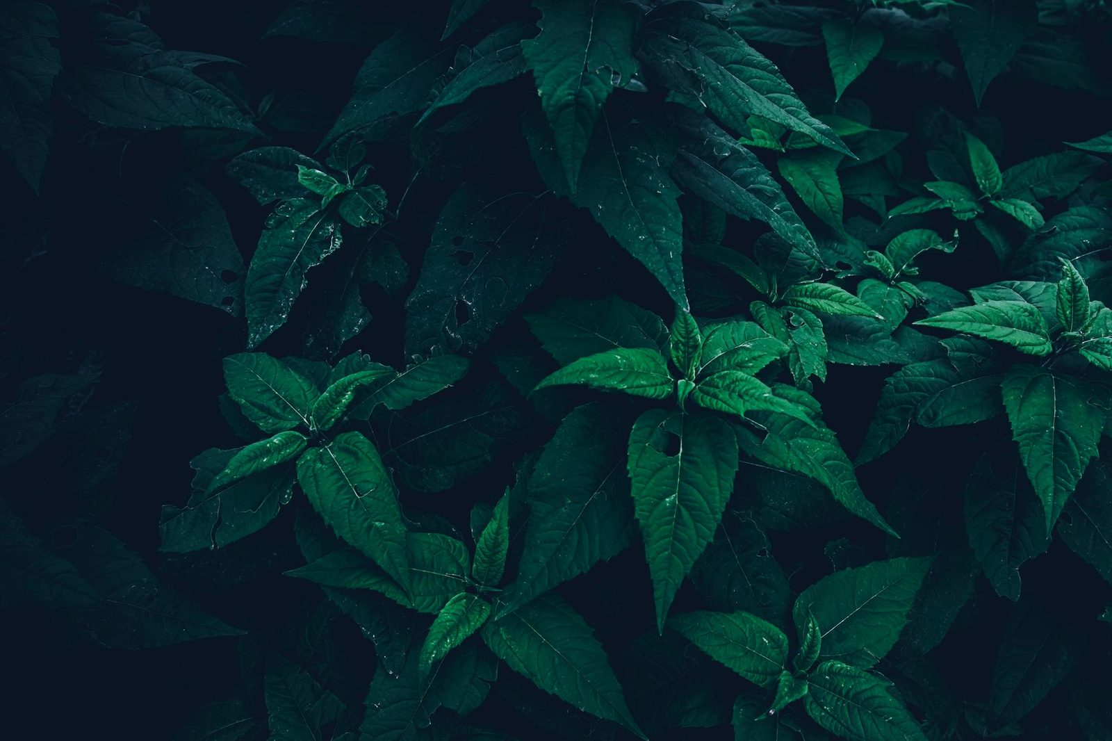 An array of lush green leaves in dim lighting creating a serene and natural scene.