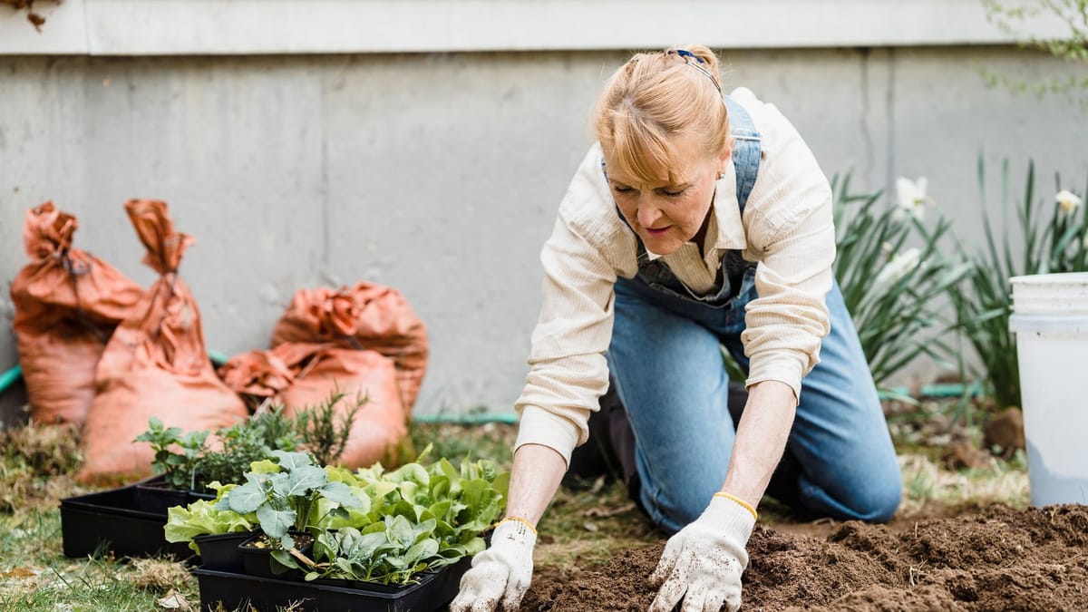 Senior woman kneeling in a garden, planting small plants in soil with protective gloves on.