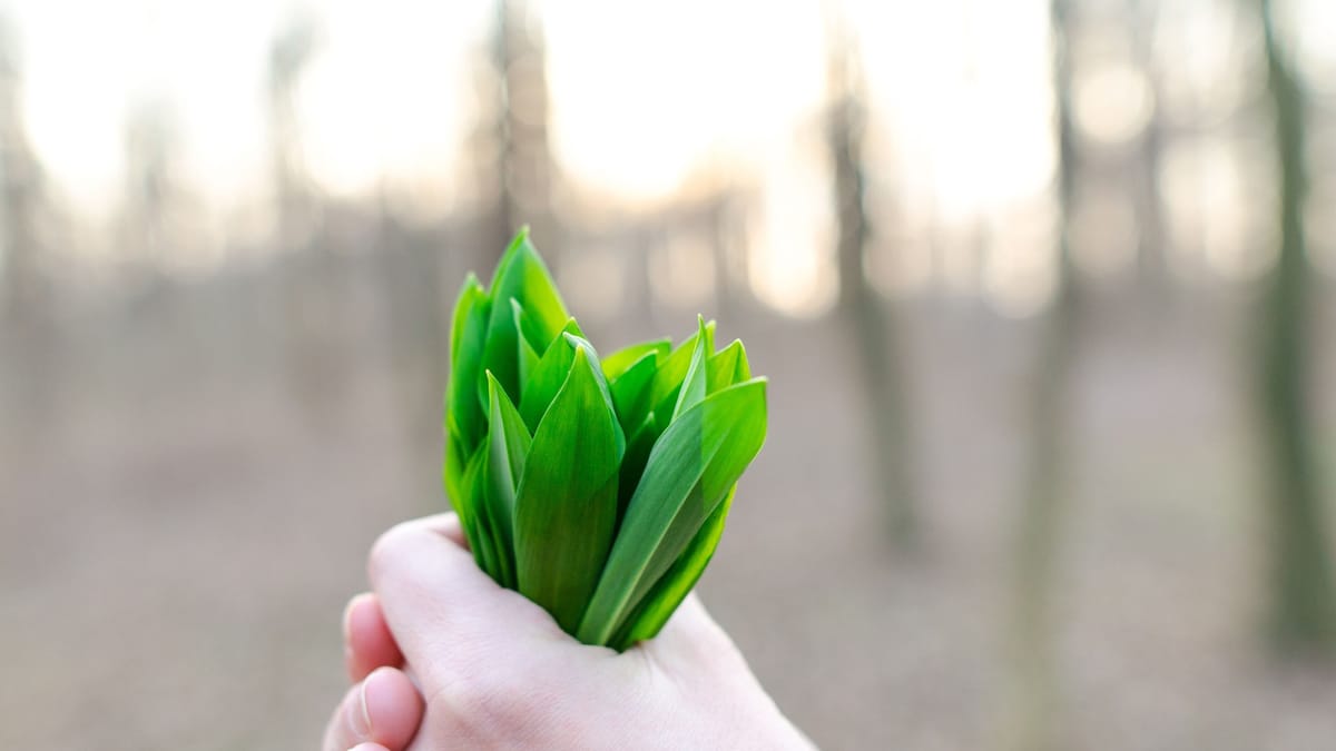 Close-up of fresh green leaves held in a hand outdoors, symbolizing nature and freshness.