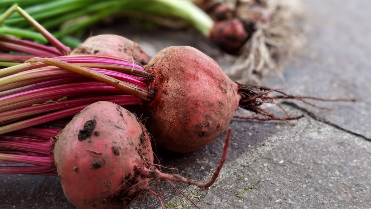 Close-up of freshly harvested organic beets with vibrant green tops on a stone surface.