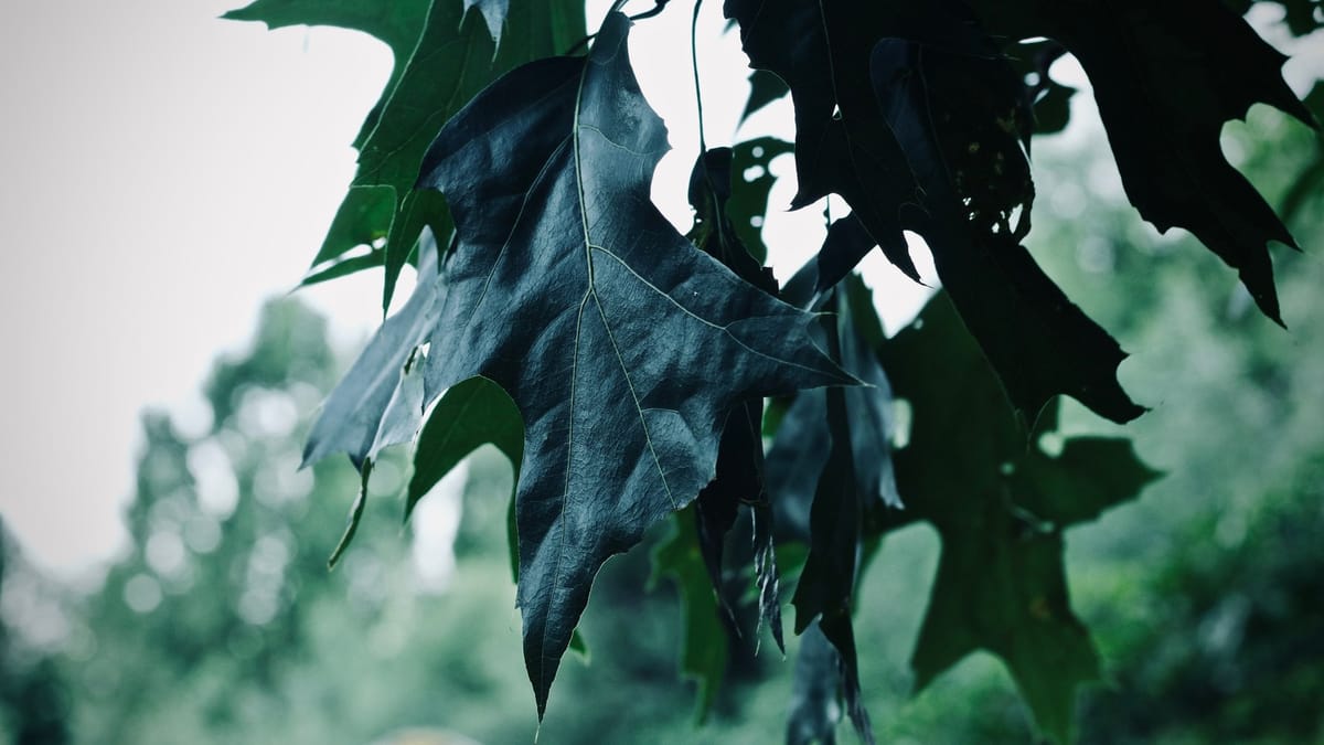 A close-up image capturing dark green oak leaves hanging outdoors, emphasizing texture and detail.