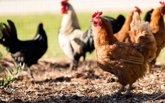 Urban Homesteader: Raising Backyard Chickens