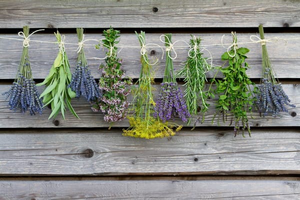 Preparing Your Own Living Medicine Cabinet – 7 Herbs You Should Be Growing Now