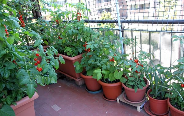 Urban Preppers: Gardening in Small Spaces