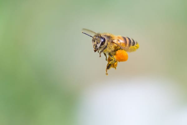 The Importance of Pollinating: Create a Bee-Friendly Garden
