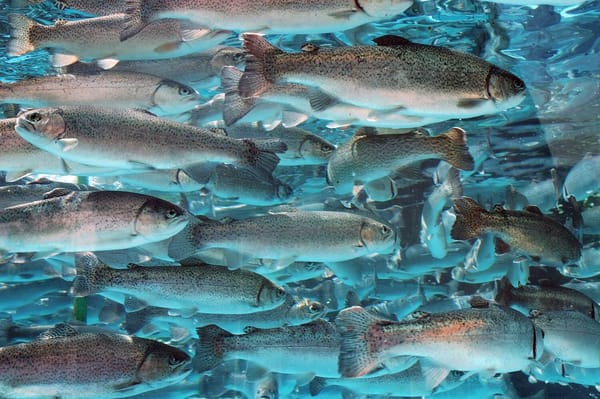 A Beginner’s Guide to Aquaculture in Your Own Backyard