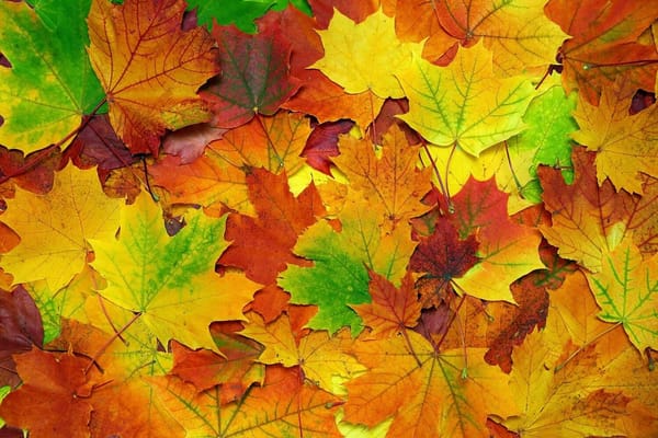 Why Leaves May be the Most Useful Survival Item Ever
