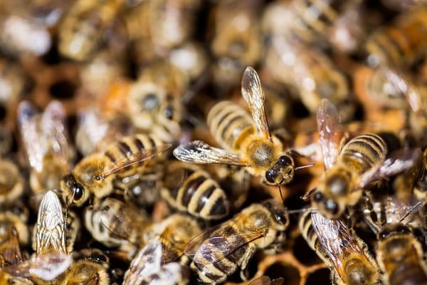 The Essentials of Urban Beekeeping
