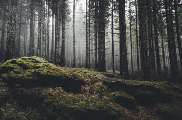 Bushcraft Survival In The Wilderness
