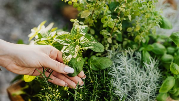 A hand delicately holds fresh herbs including mint and rosemary from a lush garden.