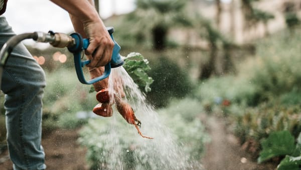 Close-up of hand washing freshly harvested carrots with a hose on a farm, showcasing vibrant, organic produce.