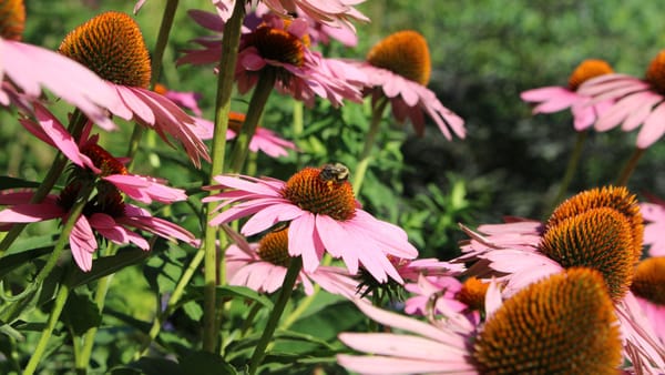 Close-up of vibrant pink coneflowers with a bumblebee in a lush summer garden.
