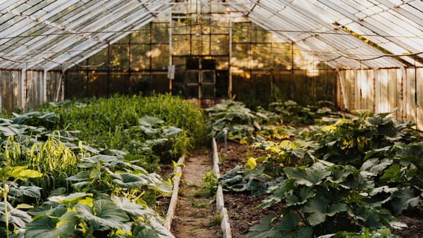 A peaceful greenhouse filled with thriving green plants and vegetables.