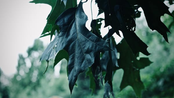 A close-up image capturing dark green oak leaves hanging outdoors, emphasizing texture and detail.