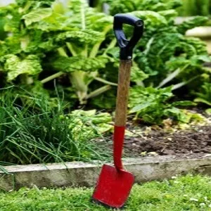 Seed Saving DIY Guide