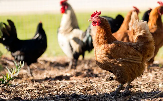Urban Homesteader: Raising Backyard Chickens