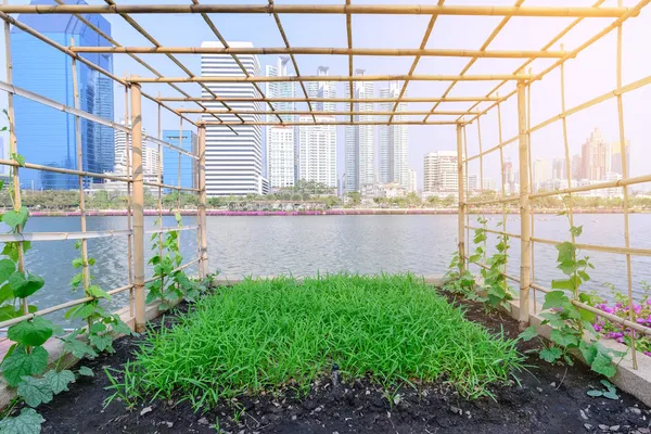 Urban Homesteading for Urban Preppers