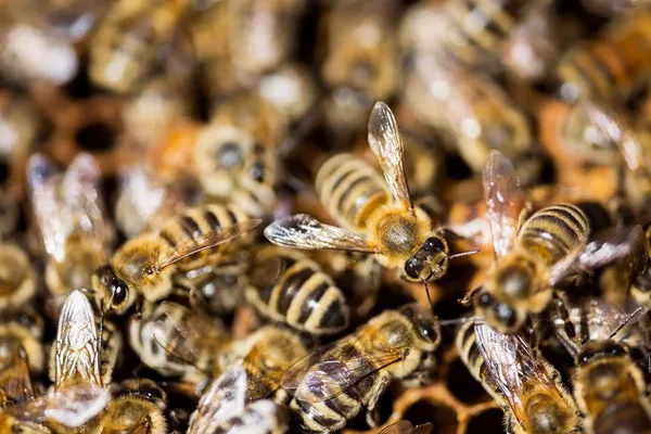 The Essentials of Urban Beekeeping