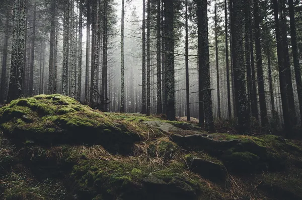Bushcraft Survival In The Wilderness