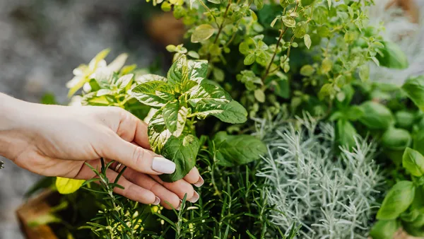 A hand delicately holds fresh herbs including mint and rosemary from a lush garden.