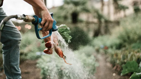 Close-up of hand washing freshly harvested carrots with a hose on a farm, showcasing vibrant, organic produce.