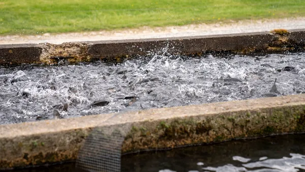 A group of fish splashing in an outdoor concrete pond with water ripples.